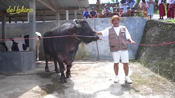 Penampakan Barong Hewan Kurban Prabowo, Hitam dan Gagah dari India