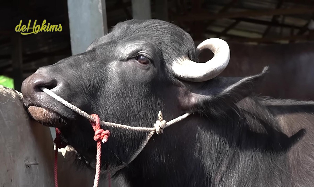 Penampakan 'Barong' Hewan Kurban Prabowo&comma; Hitam dan Gagah dari India