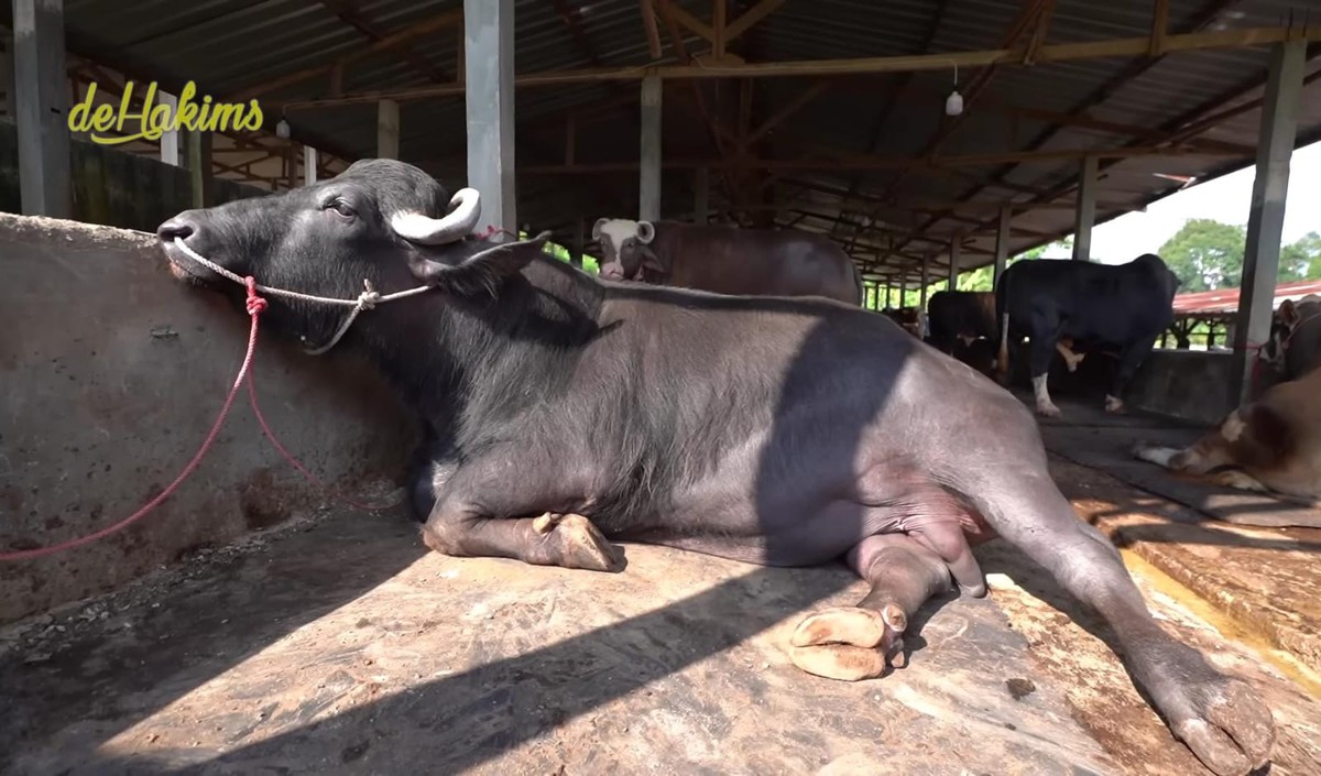 Penampakan 'Barong' Hewan Kurban Prabowo&comma; Hitam dan Gagah dari India