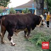 Presiden Prabowo Subianto mengirimkan sapi seberat 1,08 ton ke Masjid Agung Surakarta untuk hari raya Idul Adha 1447 H/2026 M.