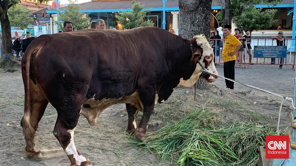 Wamensesneg: Sapi Kurban Presiden Bantuan Pemerintah ke Masyarakat