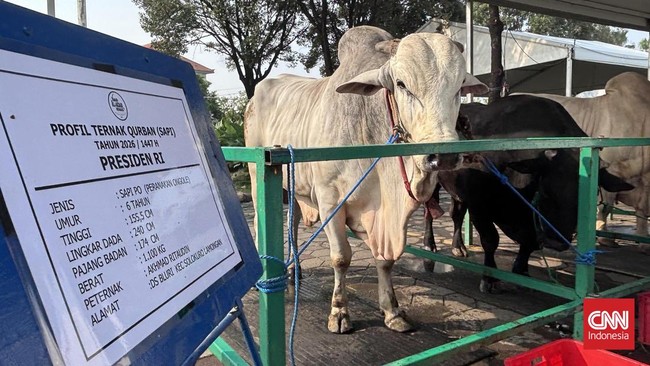 Sapi kurban Iduladha berbobot super milik Presiden Prabowo Subianto telah resmi tiba di Masjid Nasional Al Akbar Surabaya, Jawa Timur, Selasa (26/5) pagi.