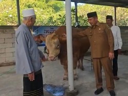 Ponpes di Madiun Terima Sapi Kurban Prabowo 1,1 Ton