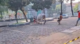 Sapi kurban Prabowo sempat ngamuk saat tiba di Masjid Al Akbar Surabaya. Faiq Azmi/detikJatim