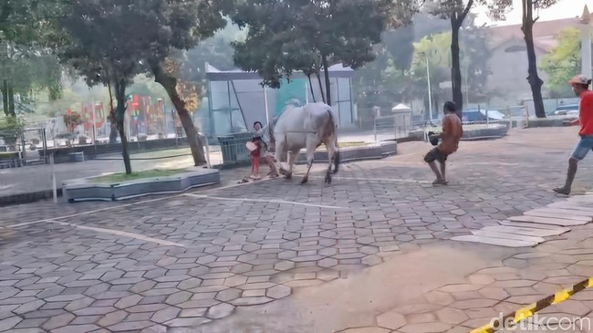 Sapi kurban Prabowo sempat ngamuk saat tiba di Masjid Al Akbar Surabaya. Faiq Azmi/detikJatim