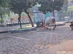 Fakta-fakta Amuk Sapi Kurban Prabowo di Setiba di Masjid Al Akbar