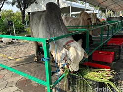 Beli Hewan Kurban Kena Pajak Nggak? Ini Kata DJP