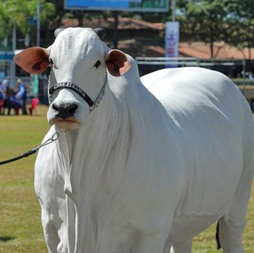 Sapi Termahal di Dunia Harganya Tembus Puluhan Miliar, Penampilannya Jadi Sorotan