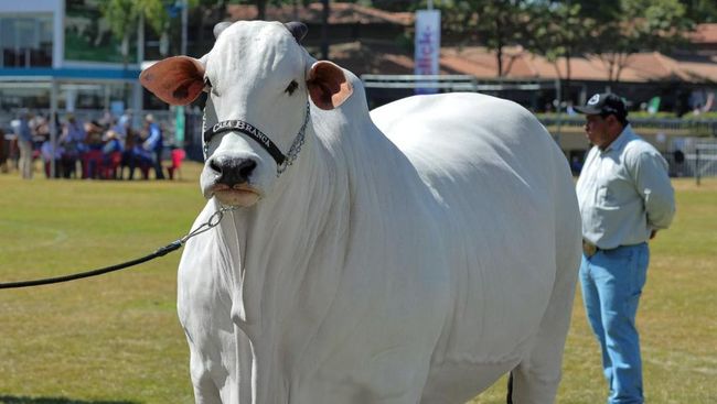 Sapi Termahal di Dunia Harganya Tembus Puluhan Miliar, Penampilannya Jadi Sorotan