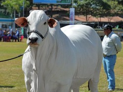 Sapi Termahal di Dunia Harganya Tembus Puluhan Miliar, Penampilannya Jadi Sorotan