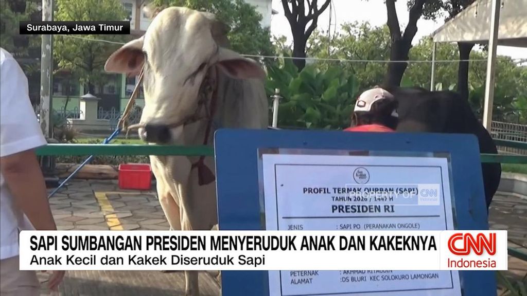 VIDEO: Sapi Sumbangan Presiden Menyeruduk Anak dan Kakeknya