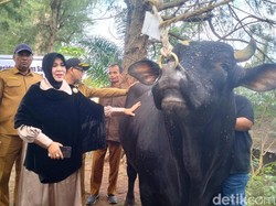 Banda Aceh Terima Sapi Kurban dari Prabowo, Dibeli dari Peternak Lokal
