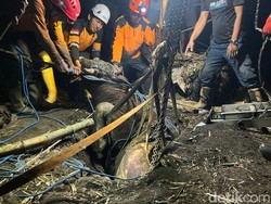 Sapi Kurban Nyemplung Septic Tank di Mojokerto, Evakuasi Dramatis 3 Jam