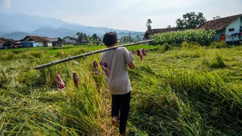 Petugas penyembelihan hewan kurban membawa daging hewan kurban menggunakan tali bambu saat pendistribusian di Kampung Salakaso, Desa Mandalahaji, Kecamatan Pacet, Kabupaten Bandung, Jawa Barat, Rabu (27/5/2026).