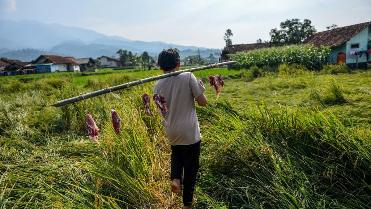 Foto: Tinggalkan Plastik, Distribusi Kurban Beralih Ke Wadah Alami