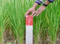 Wajib Tahu! Ini Pentingnya Pasang Patok Agar Tanah Nggak Mudah Dicaplok Orang