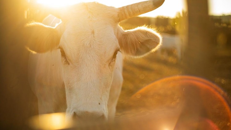 Close-up portrait of a Chianina cow photographed at sunset on a rural Italian farm&period; The image captures the distinctive white coat and horns of the Chianina cattle breed&comma; backlit by warm golden hour light with natural lens flare&period;