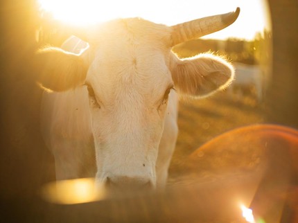 Sapi Chianina Terbesar di Dunia Ternyata Dibudidayakan di Peternakan Kecil Ini