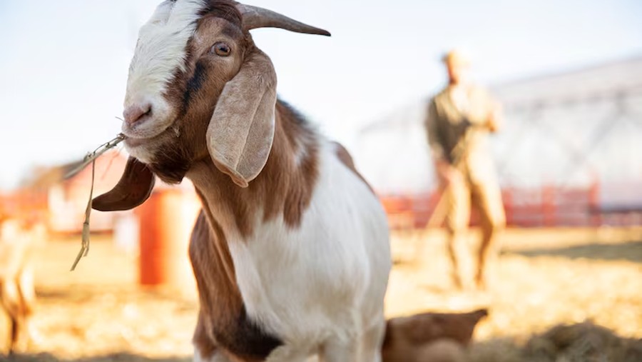 Kambing