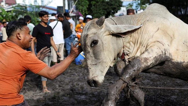 A Muslim man restrains a sacrificial animal as it tries to escape from being tied up before it is slaughtered, during a ritual of Eid al-Adha celebrations, in Ampang, Malaysia, May 27, 2026. REUTERS/Hasnoor Hussain