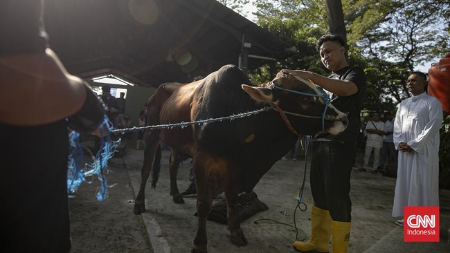 Iduladha 1447 H di Ancol dan Kemayoran, Jakarta, dipenuhi aktivitas penyembelihan hewan kurban pada Rabu, 27 Mei 2026. (CNN Indonesia/Adi ibrahim)
