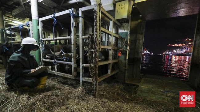 Petugas memeriksa kondisi sapi asal Nusa Tenggara Timur (NTT) sebelum diturunkan dari KM Camara Nusantara I di Pelabuhan Tanjung Priok Non Peti Kemas, Jakarta Utara, Minggu (3/5/2026). Hewan kurban tersebut akan didistribusikan ke Ibu Kota menjelang