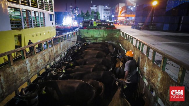 Petugas memeriksa kondisi sapi asal Nusa Tenggara Timur (NTT) sebelum diturunkan dari KM Camara Nusantara I di Pelabuhan Tanjung Priok Non Peti Kemas, Jakarta Utara, Minggu (3/5/2026). Hewan kurban tersebut akan didistribusikan ke Ibu Kota menjelang