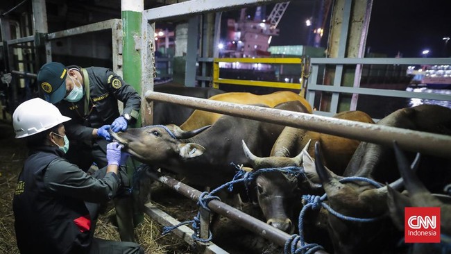 Petugas memeriksa kondisi sapi asal Nusa Tenggara Timur (NTT) sebelum diturunkan dari KM Camara Nusantara I di Pelabuhan Tanjung Priok Non Peti Kemas, Jakarta Utara, Minggu (3/5/2026). Hewan kurban tersebut akan didistribusikan ke Ibu Kota menjelang