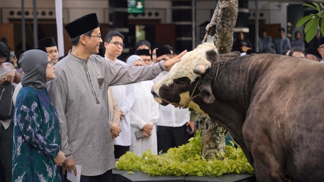 Menkeu melakukan kurban sapi dengan jenis simental cross dengan berat mencapai 868 kilogram.