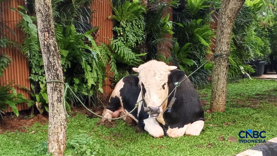 Sapi nan bakal diserahkan Purbaya ke panitia Kurban. (CNBC Indonesia/Robertus Andrianto)