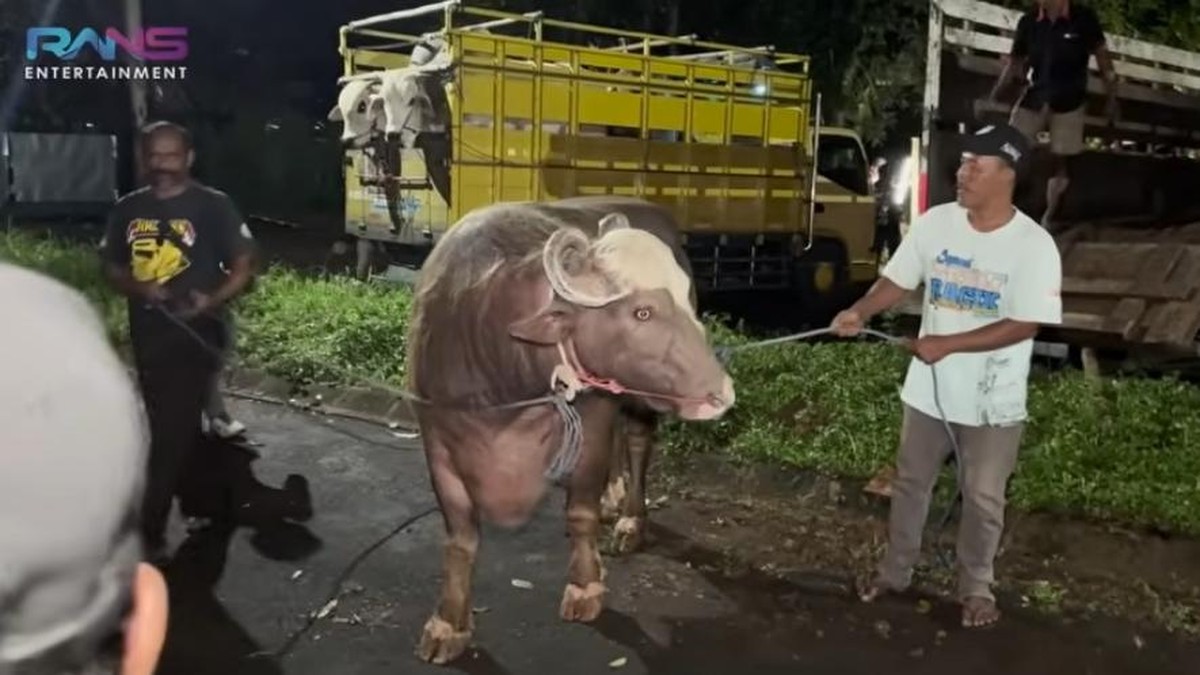 Sapi kurban jumbo artis hingga presiden