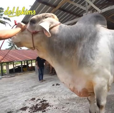 5 Artis dengan Sapi Kurban Jumbo, Ada yang Diberi Nama Macan