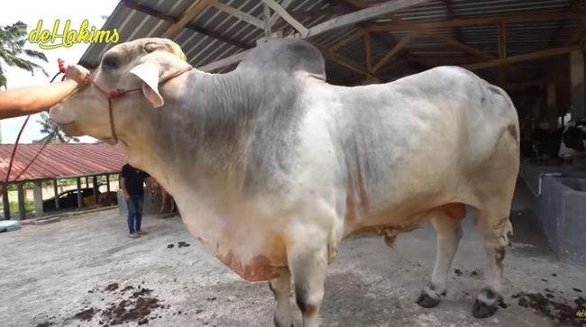 5 Artis dengan Sapi Kurban Jumbo, Ada yang Diberi Nama Macan
