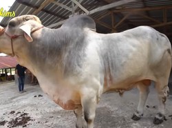 5 Artis dengan Sapi Kurban Jumbo, Ada yang Diberi Nama Macan
