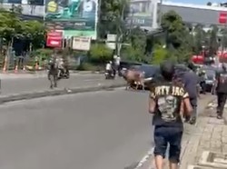 Sapi Kurban Lepas Berlarian ke Jalanan di Ciputat, Bikin Lalin Macet