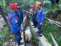 Sapi Kurban di Babakan Madang Bogor Kabur Diberi Makan Lalu Nyebur ke Selokan