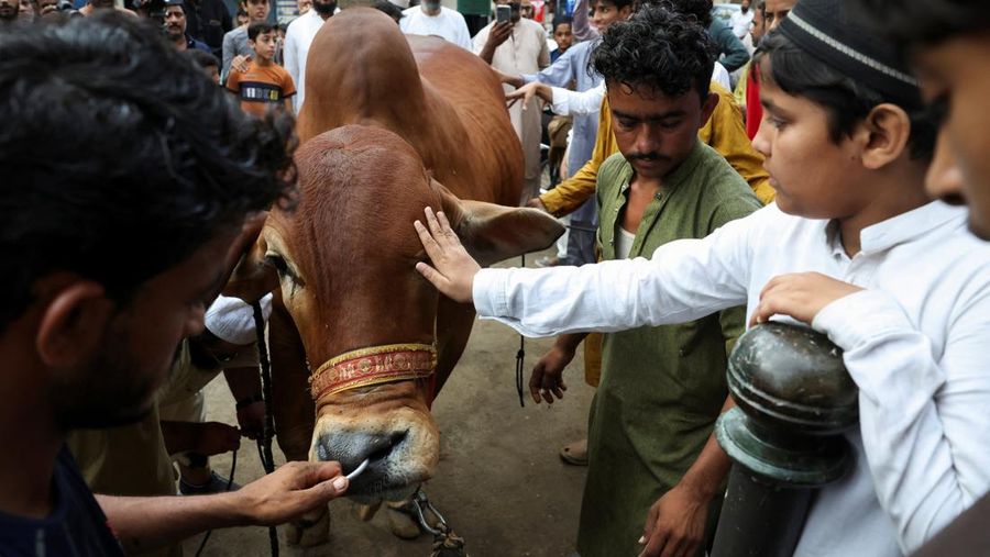 Seorang anak laki-laki menyentuh seekor sapi kurban sebelum disembelih saat seremoni Iduladha di Karachi, Pakistan, Rabu (27/5/2026). (REUTERS/Akhtar Soomro)