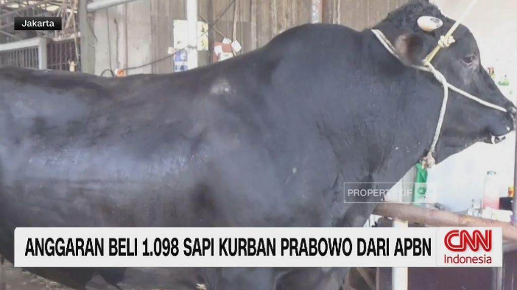 VIDEO: Anggaran Rp100 Miliar Sapi Kurban Prabowo Jadi Sorotan