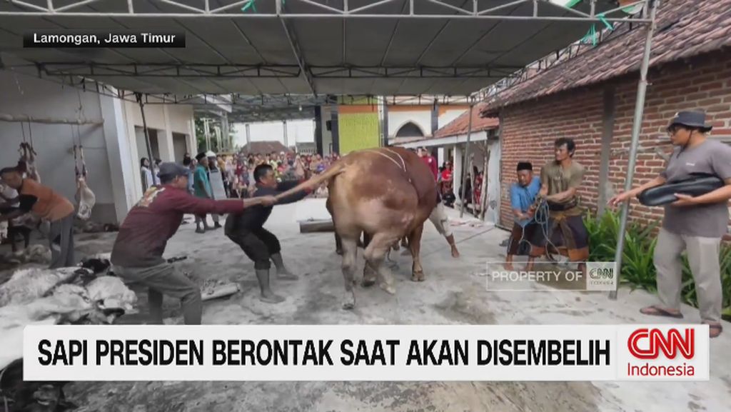 VIDEO: VIral! Sapi Kurban Bantuan Prabowo Mengamuk Saat Disembelih