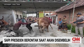 Sapi Prabowo