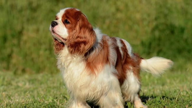 8 Ras Anjing Terbaik untuk Pemilik Pemula, Mudah Dirawat dan Jinak