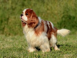 8 Ras Anjing Terbaik untuk Pemilik Pemula, Mudah Dirawat dan Jinak