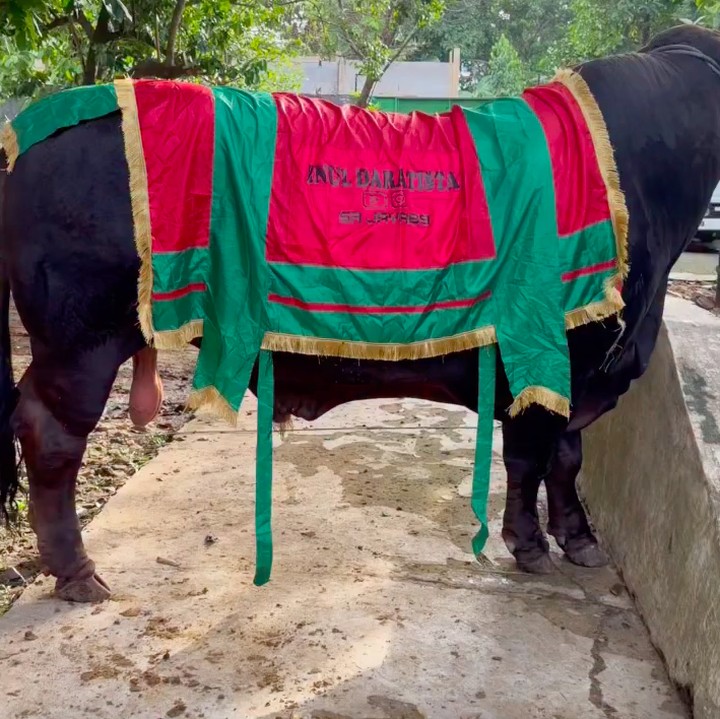 <p>Penyanyi dangdut Inul Daratista tahun ini berkurban lima ekor sapi. Di postingan akun Instagram miliknya, Inul mengunggah video beberapa sapi kurban miliknya yang didistribusikan ke beberapa masjid. "<em>Alhamdulillah</em>, <em>iso qurban lagi, aku sih wes siap</em>. (<em>Alhamdulillah</em>, bisa berkurban lagi, aku sih sudah siap)," tulisnya. (Foto: Instagram @inul.d)</p>