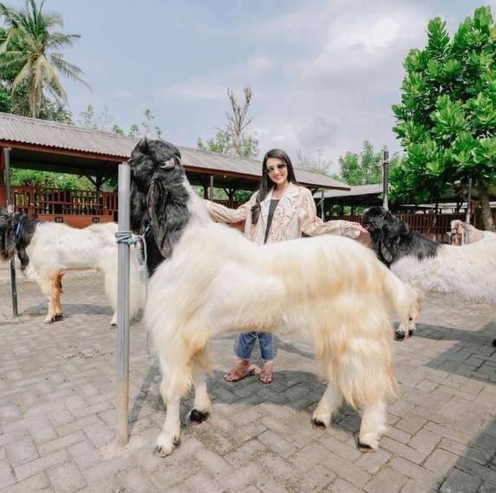<p>Tahun ini, artis Tsania Marwa terjun langsung mencari hewan di peternakan untuk kurban di Hari Raya Idul Adha. Bunda dua anak ini membeli beberapa hewan kurban, termasuk kambing berkualitas terbaik, Bunda. (Foto: Instagram @tsaniamarwa54)</p>