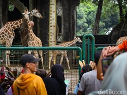 Ragunan Gratis untuk Pemegang KTP Jakarta Selama 3 Hari