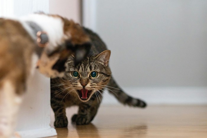 Kucing melihat hewan peliharaan baru sebagai saingan untuk makanan, ruang, dan kasih sayang.