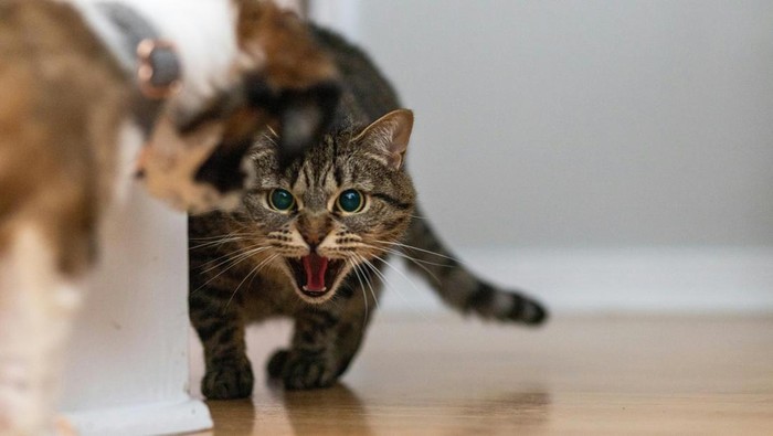 Kucing melihat hewan peliharaan baru sebagai saingan untuk makanan, ruang, dan kasih sayang.