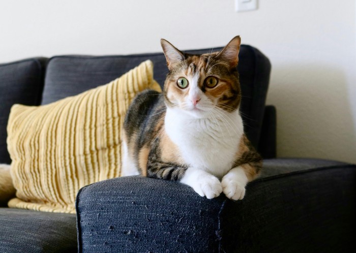 Ternyata, kucing juga bisa cemburu dengan perabot baru di rumah. Bagi kucing, perabot ini layaknya penyusup yang masuk ke daerah kekuasaan mereka.