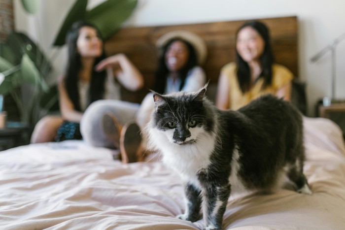 Kehadiran teman atau pasangan baru di rumah ternyata juga bisa membuat kucing cemburu. Meskipun teman atau pasangan memperlakukan kucing dengan baik, hewan berbulu satu ini awalnya akan tetap merasa cemburu dan terusik.