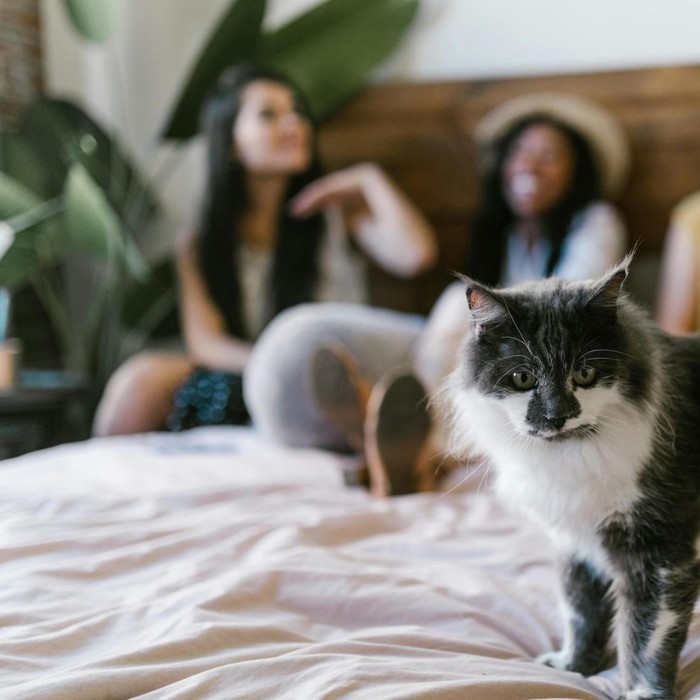 Kehadiran teman atau pasangan baru di rumah ternyata juga bisa membuat kucing cemburu. Meskipun teman atau pasangan memperlakukan kucing dengan baik, hewan berbulu satu ini awalnya akan tetap merasa cemburu dan terusik.